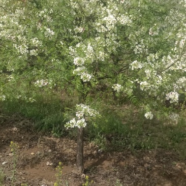 文冠花状元花文冠果苗文冠果花河北文冠果基地
