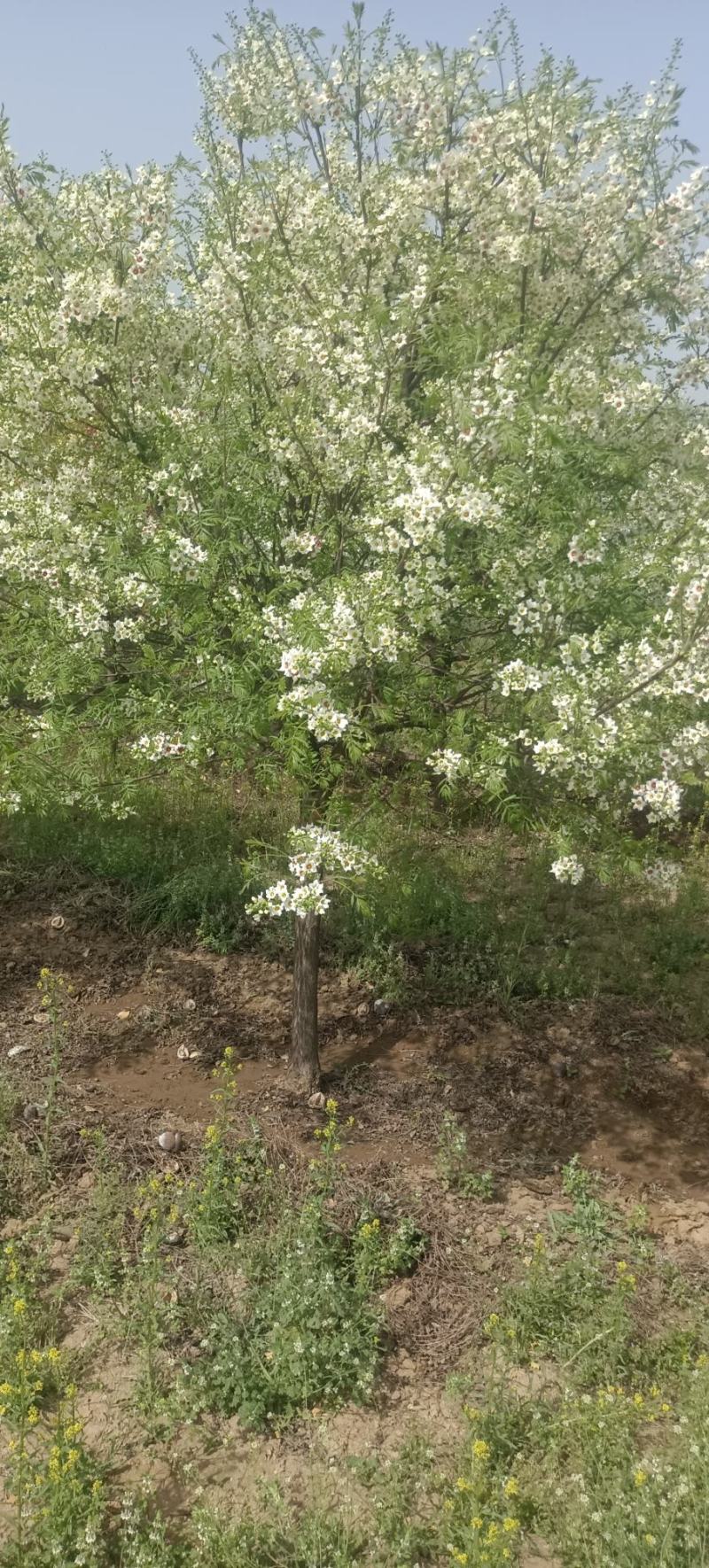 文冠花状元花文冠果苗文冠果花河北文冠果基地