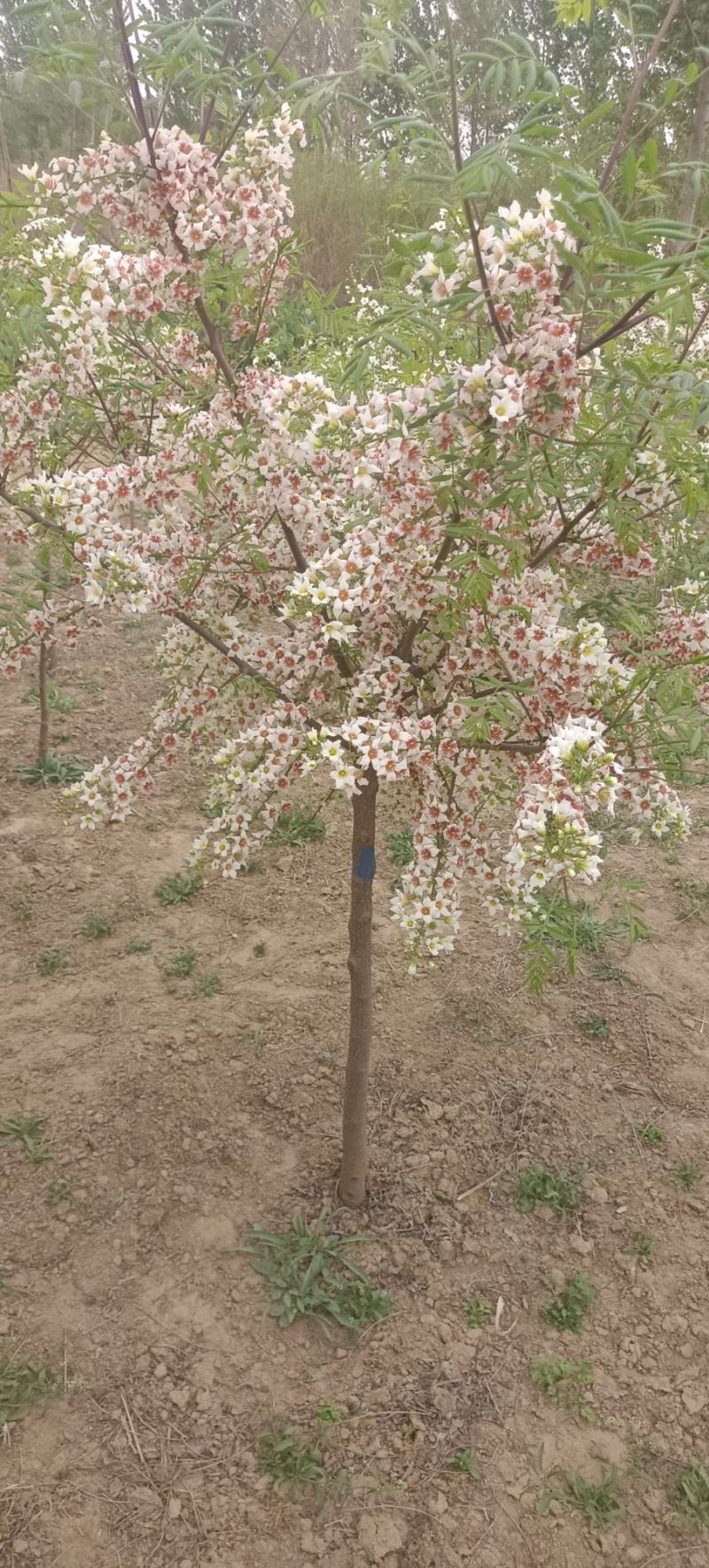 文冠花状元花文冠果苗文冠果花河北文冠果基地