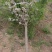 文冠花状元花文冠果苗文冠果花河北文冠果基地