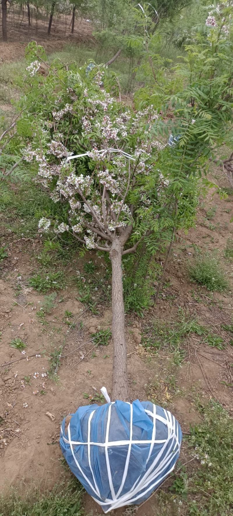 文冠花状元花文冠果苗文冠果花河北文冠果基地