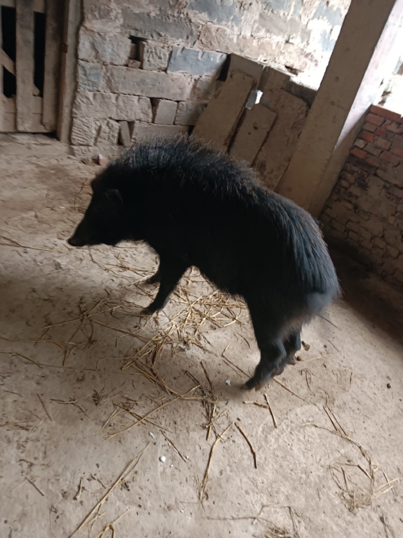 香猪养殖，长期供应这样的野货，大小都有，随时都有长期合作