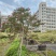 2302基地批发长期供应斜飘小叶紫薇异形