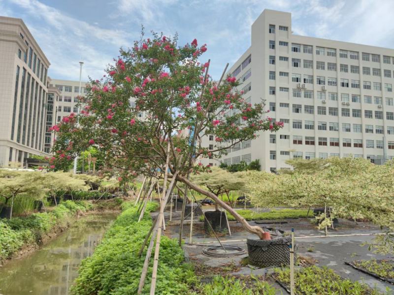 2302基地批发长期供应斜飘小叶紫薇异形