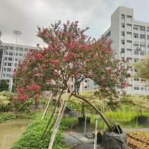 2302基地批发长期供应斜飘小叶紫薇异形