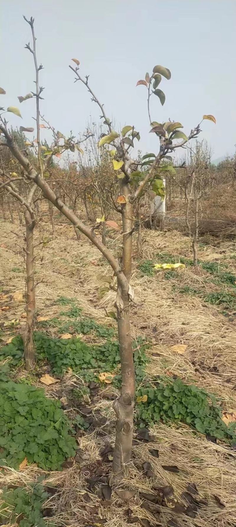 梨树苗【供应各种规格占地梨树，品种苗：秋月梨】