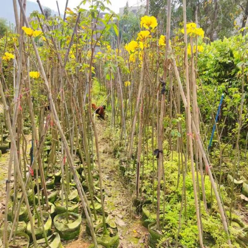 多花黄花风铃树苗庭院花树种植园林绿化风景树行道树苗