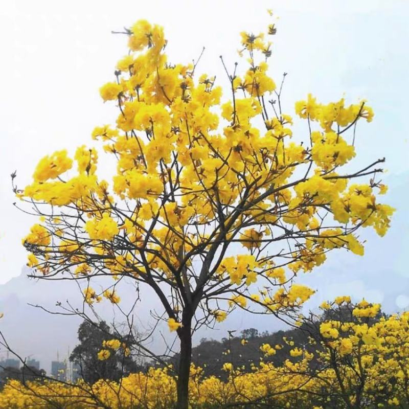 多花黄花风铃树苗庭院花树种植园林绿化风景树行道树苗