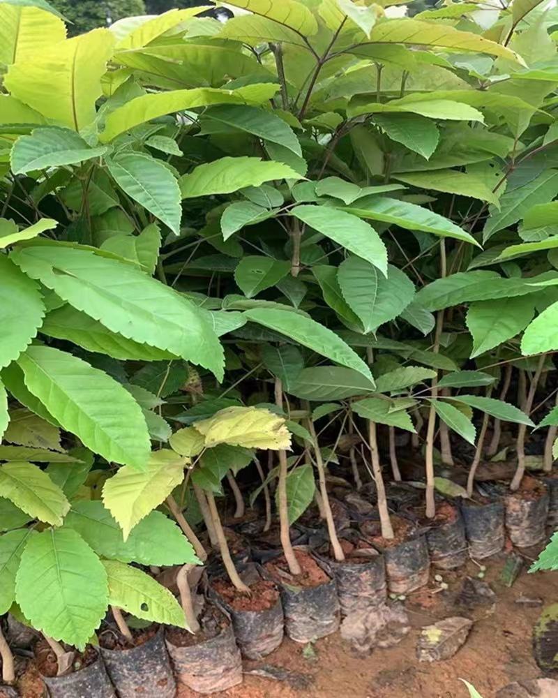 多花黄花风铃树苗庭院花树种植园林绿化风景树行道树苗