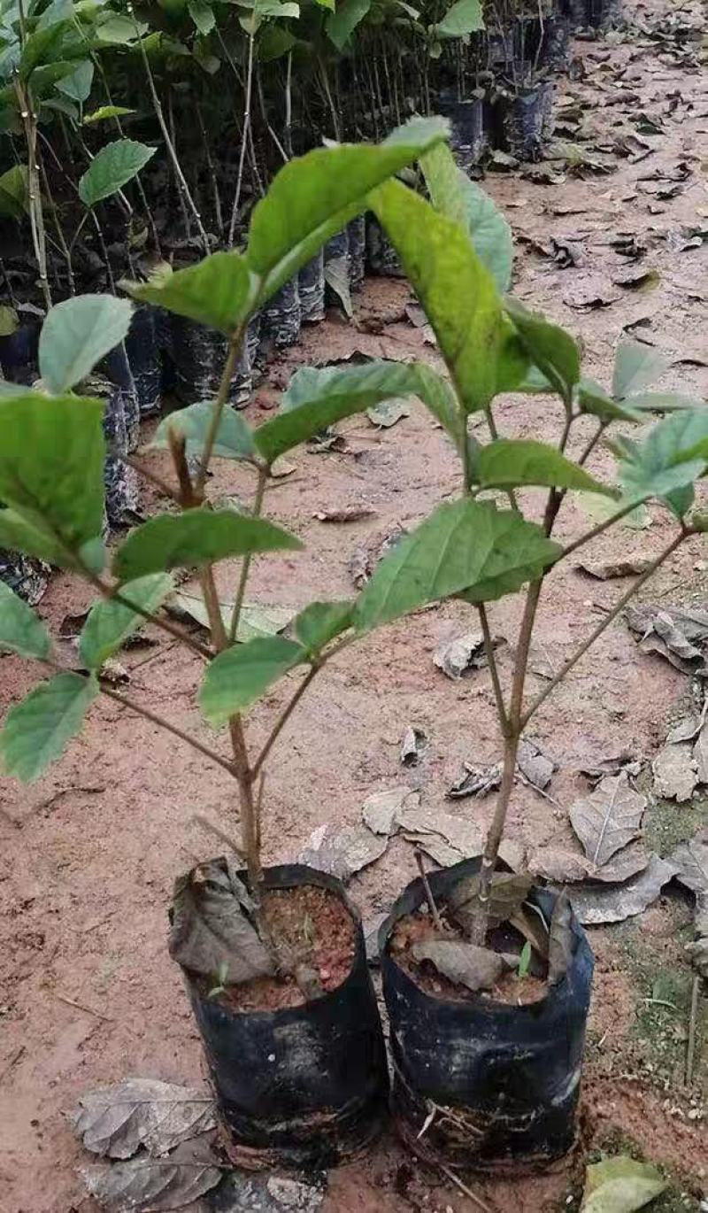 多花黄花风铃树苗庭院花树种植园林绿化风景树行道树苗