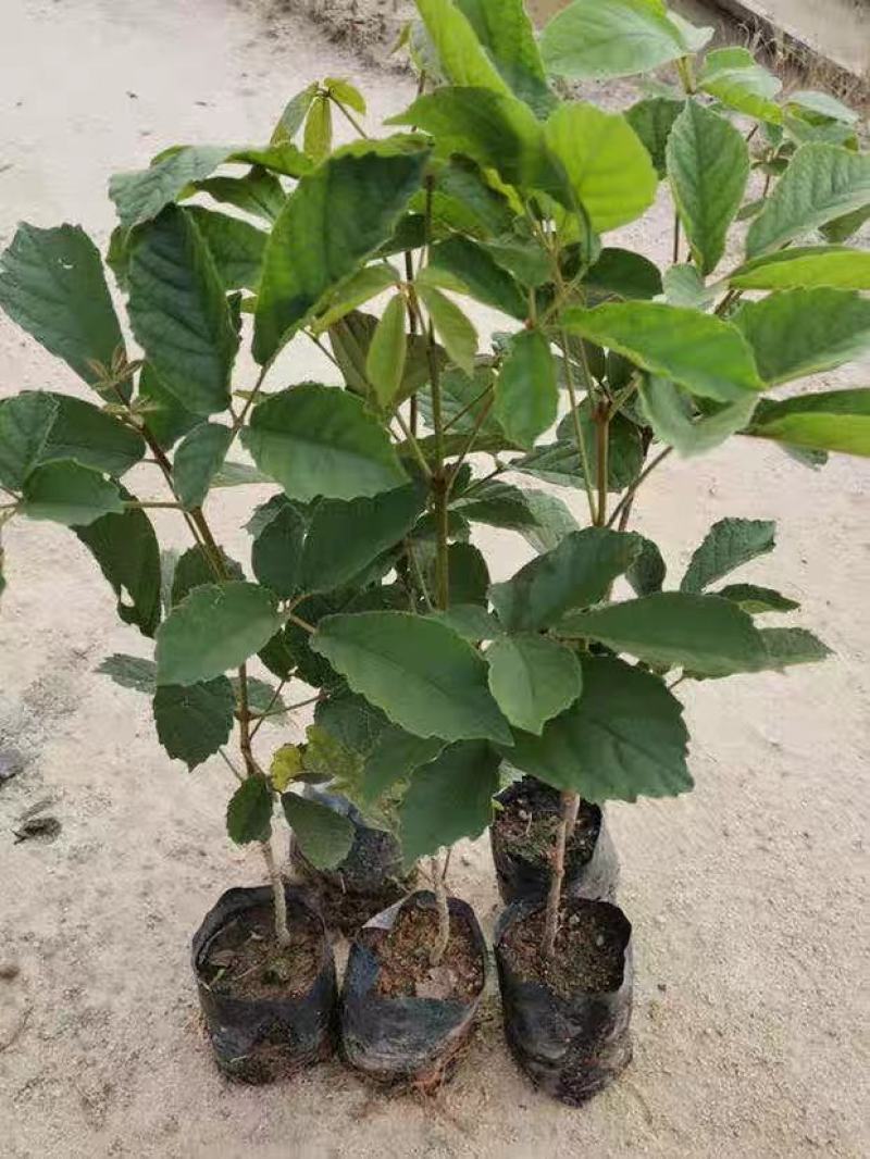 多花黄花风铃树苗庭院花树种植园林绿化风景树行道树苗
