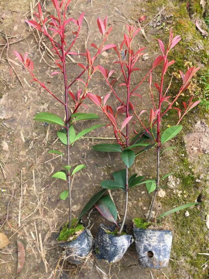 红叶石楠苗石楠球四季常绿庭院花坛工程绿化树苗石楠篱笆苗花