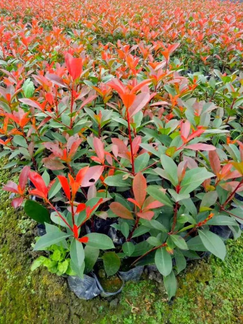 红叶石楠苗石楠球四季常绿庭院花坛工程绿化树苗石楠篱笆苗花