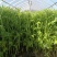 芦蒿#实时更新#批量发货