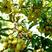 甜橄榄水果树苗青橄榄正宗新三捻青橄榄苗带原营养杯发货橄榄