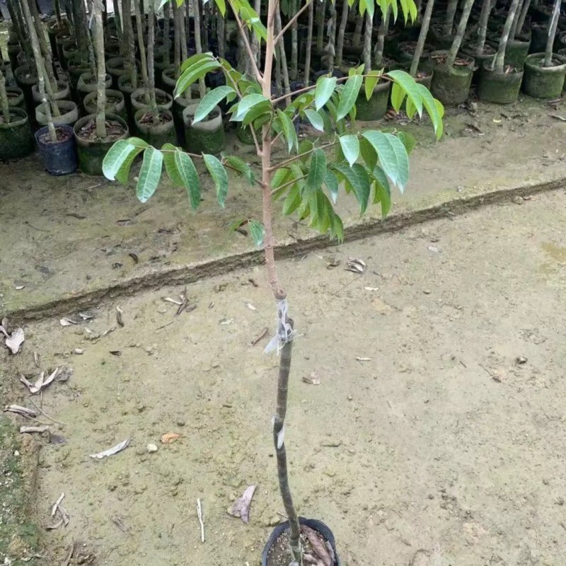 甜橄榄水果树苗青橄榄正宗新三捻青橄榄苗带原营养杯发货橄榄