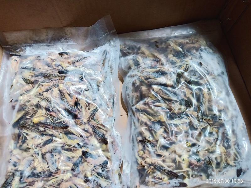 求购蚂蚱，不能吃，质量不好的蚂蚱。