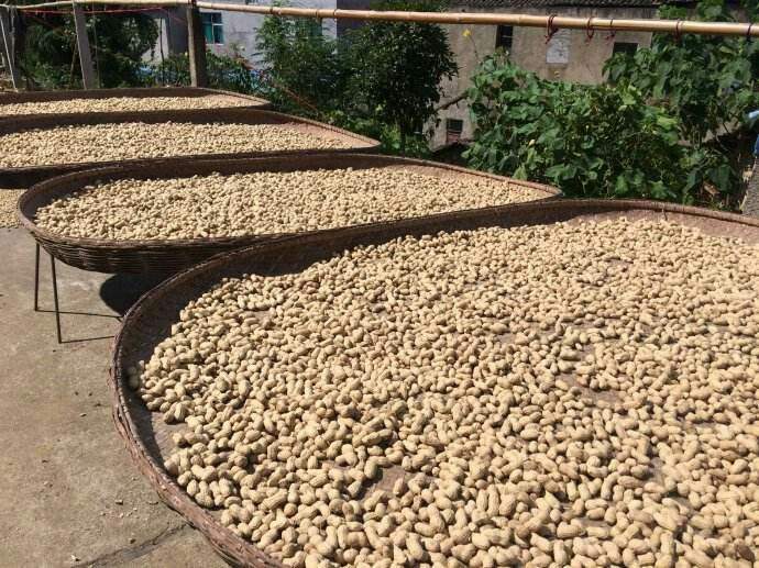 小黄姜在户外竹席上晾晒场景