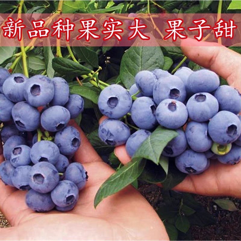 蓝莓苗脱毒大果蓝莓苗绿宝石薄雾蓝丰奥尼尔兔眼现挖现发