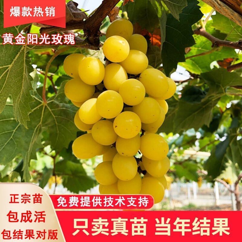新品黄金阳光玫瑰葡萄苗无籽黄金葡萄树苖盆地栽南北方可种