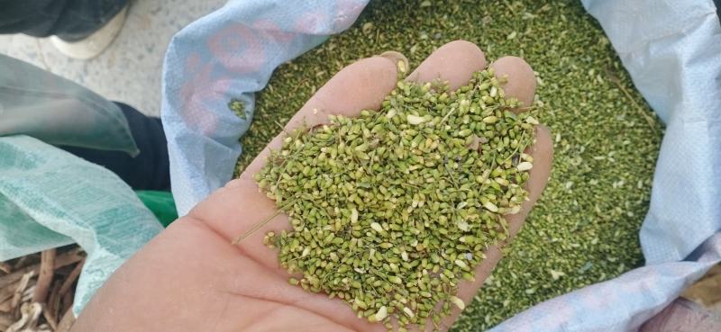 【槐米】槐花产地一手货源大货供应规格齐全量大优惠。