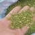 【槐米】槐花产地一手货源大货供应规格齐全量大优惠。
