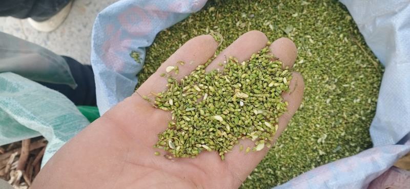 【槐米】槐花产地一手货源大货供应规格齐全量大优惠。