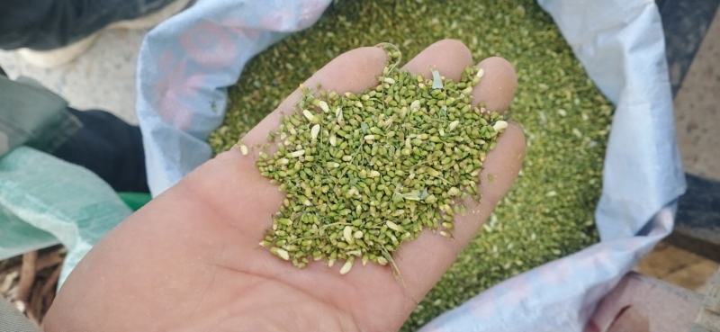 【槐米】槐花产地一手货源大货供应规格齐全量大优惠。