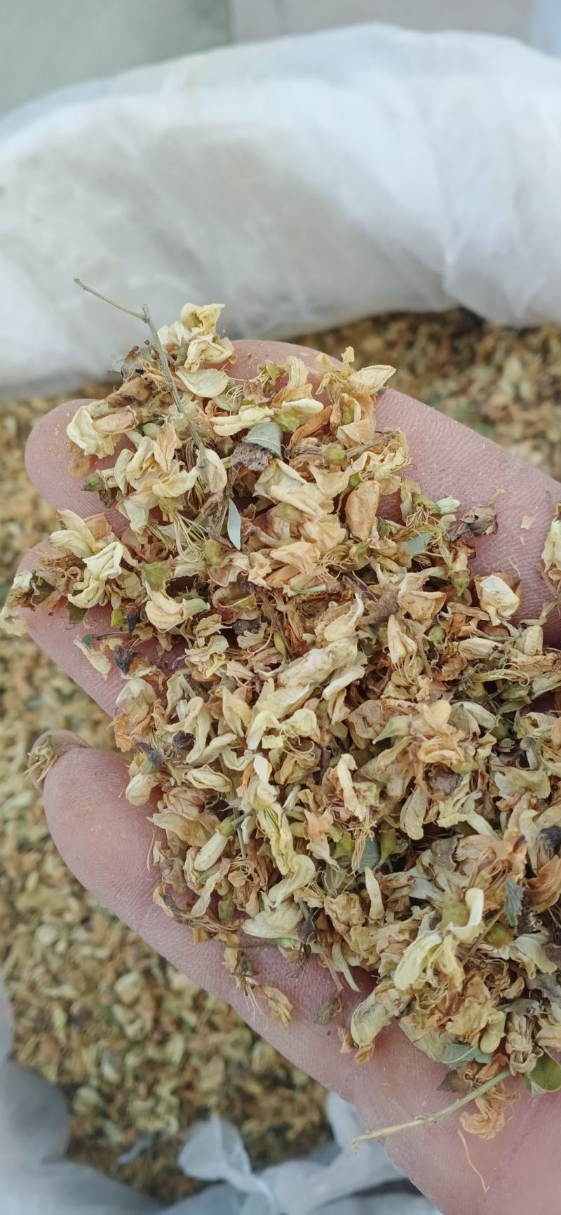 【槐米】槐花产地一手货源大货供应规格齐全量大优惠。