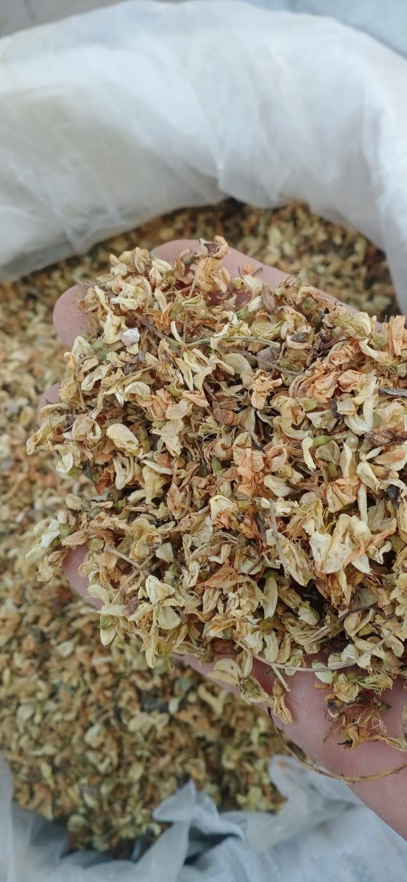 【槐米】槐花产地一手货源大货供应规格齐全量大优惠。