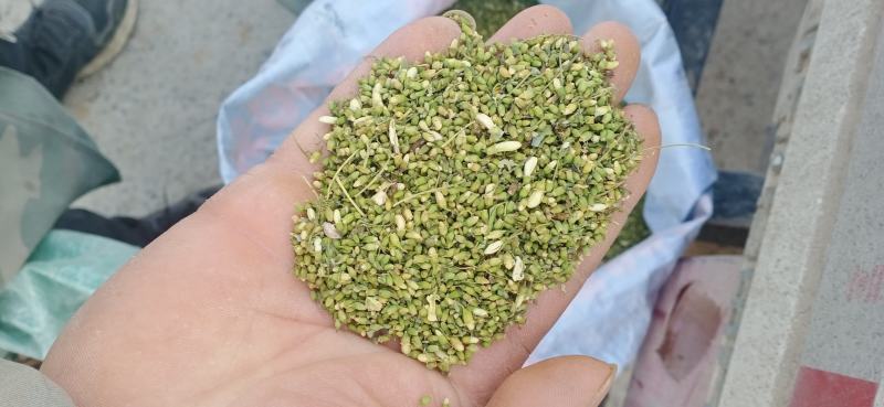 【槐米】槐花产地一手货源大货供应规格齐全量大优惠。