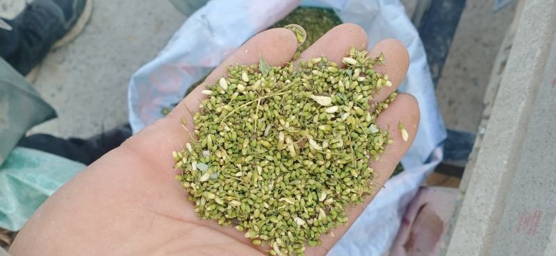 【槐米】槐花产地一手货源大货供应规格齐全量大优惠。