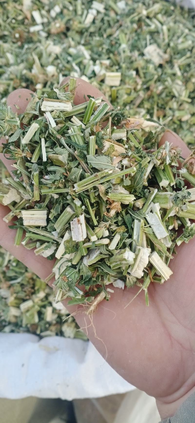 【益母草】自产自销产地一手货源大货供应规格齐全量大优惠。
