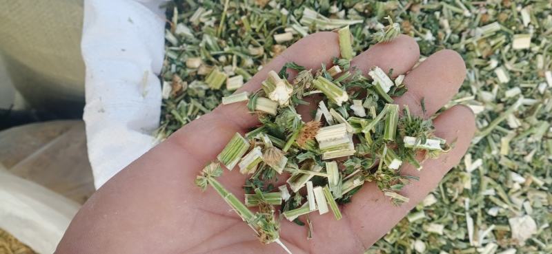 【益母草】自产自销产地一手货源大货供应规格齐全量大优惠。