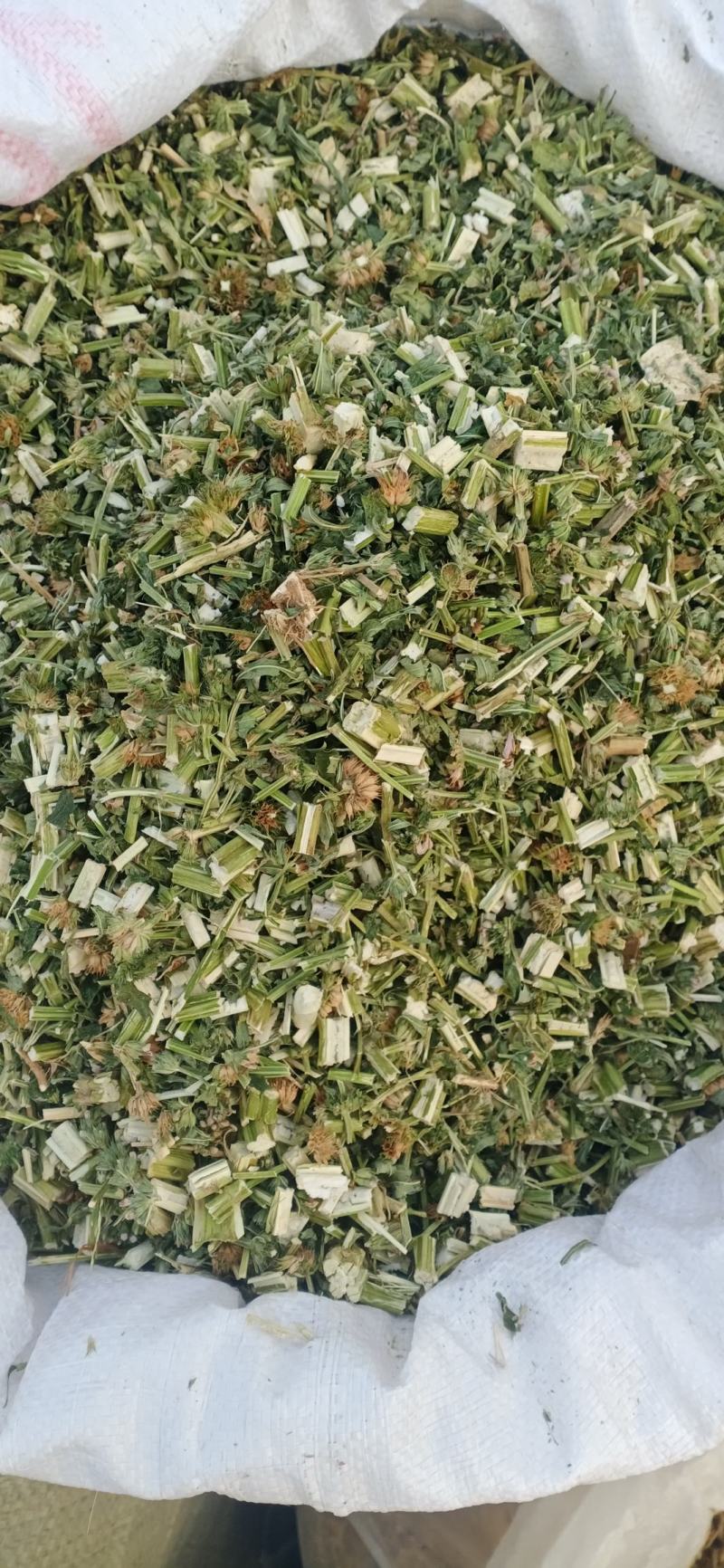 【益母草】自产自销产地一手货源大货供应规格齐全量大优惠。