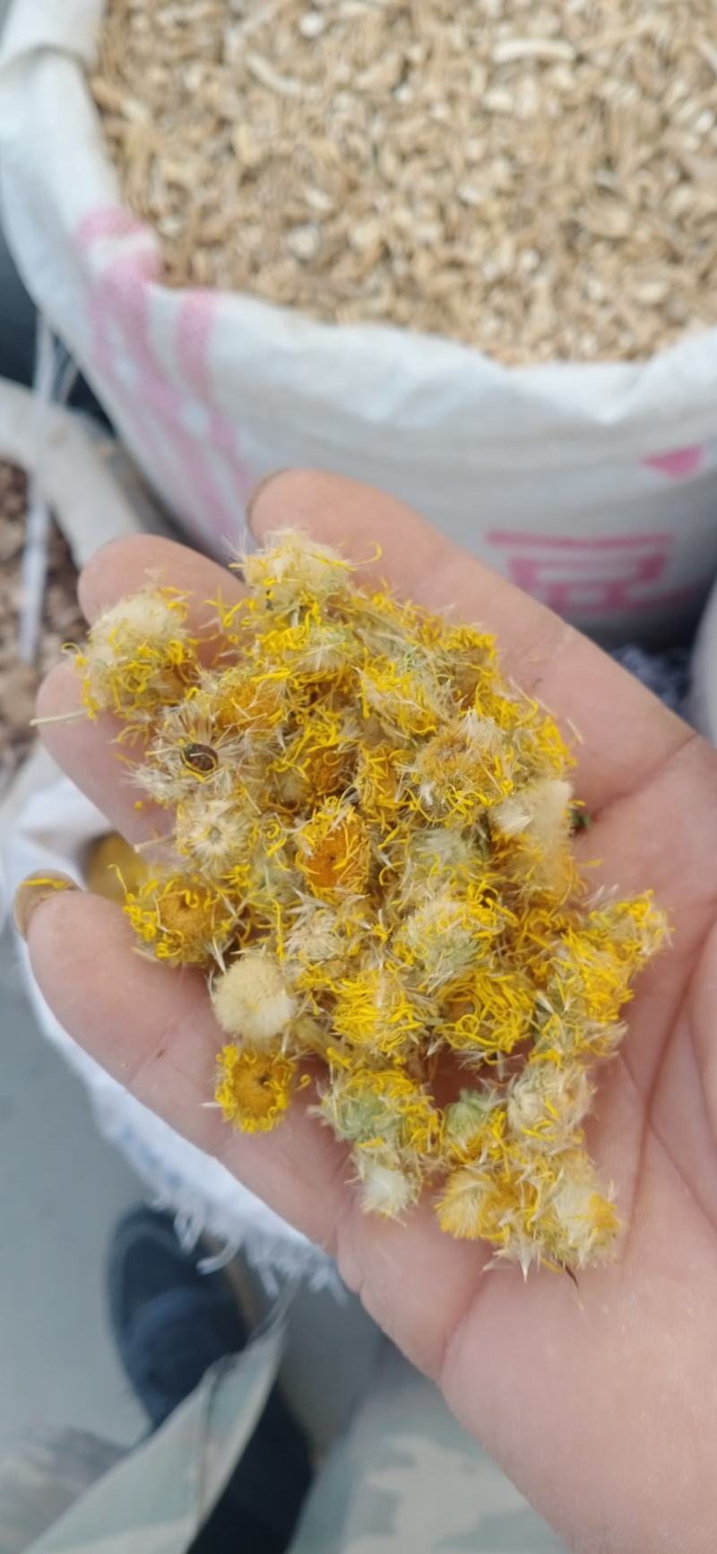 【旋覆花】产地自销产地一手货源大货供应规格齐全量