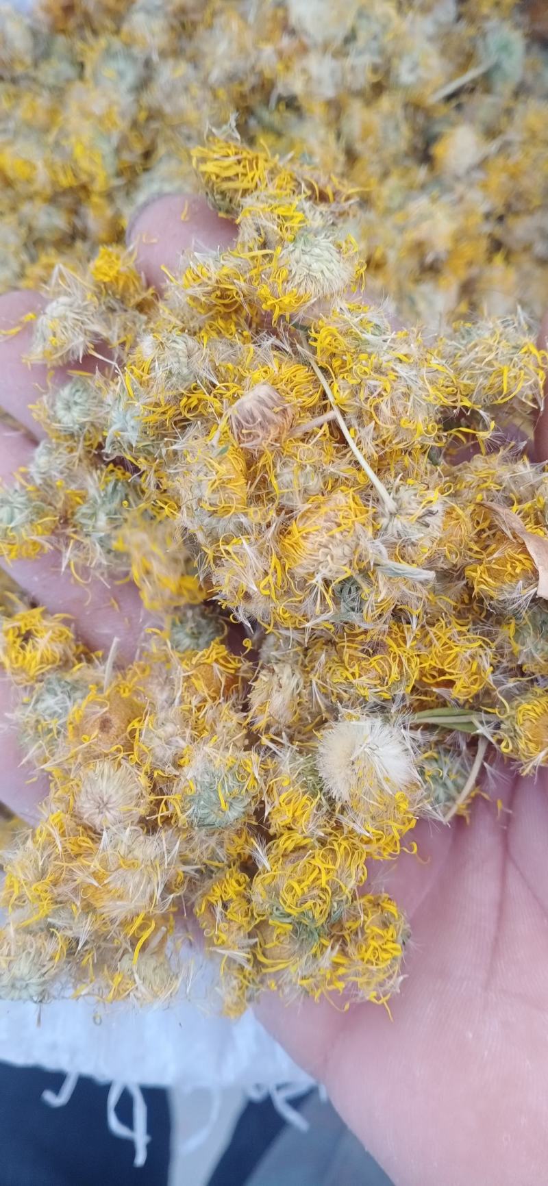 【旋覆花】产地自销产地一手货源大货供应规格齐全量