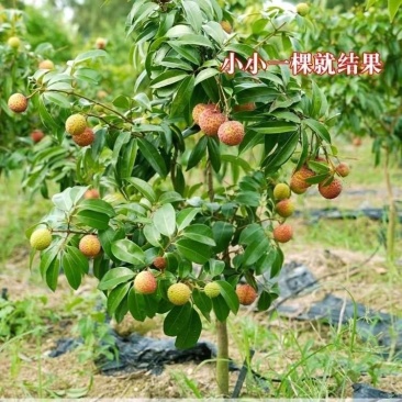 新品种无核荔枝果树苗仙进奉桂味荔枝苗当年结果庭院盆栽