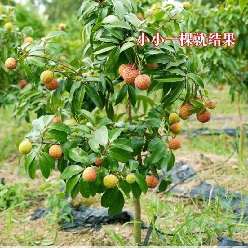 新品种无核荔枝果树苗仙进奉桂味荔枝苗当年结果庭院盆栽