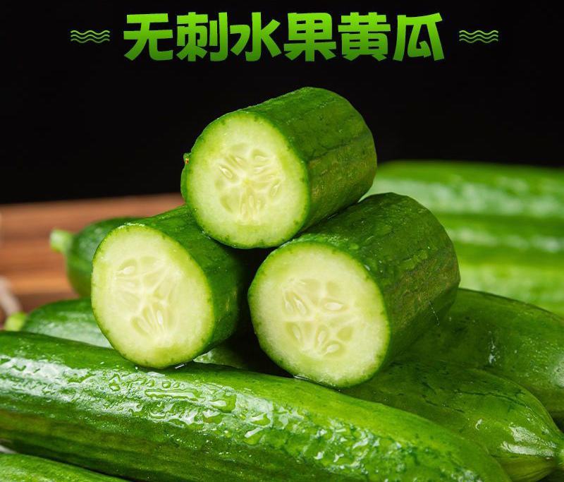 水果黄瓜苗旱黄瓜苗嫁接苗直播苗包回收免费技术指导
