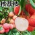 新品种无核荔枝果树苗仙进奉桂味荔枝苗当年结果庭院盆栽