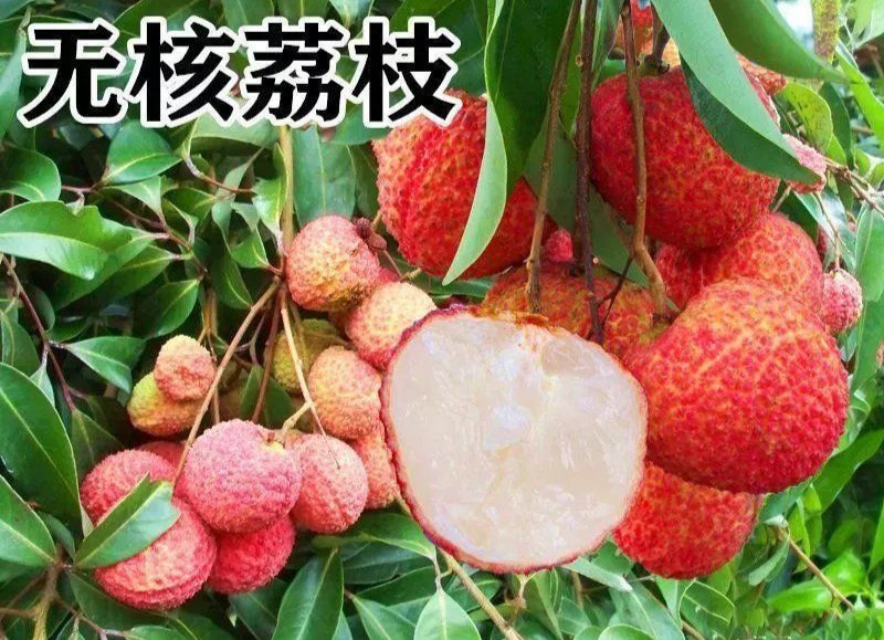 新品种无核荔枝果树苗仙进奉桂味荔枝苗当年结果庭院盆栽