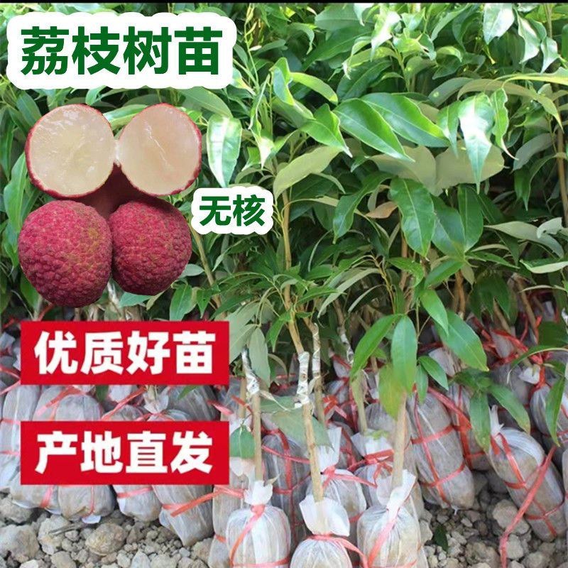 新品种无核荔枝果树苗仙进奉桂味荔枝苗当年结果庭院盆栽