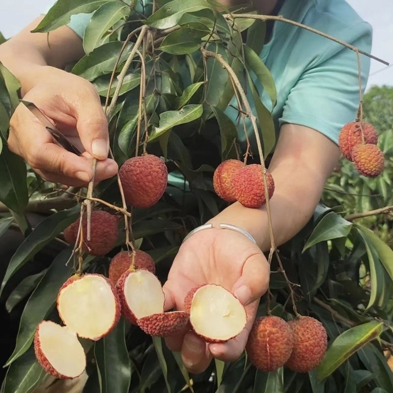 新品种无核荔枝果树苗仙进奉桂味荔枝苗当年结果庭院盆栽
