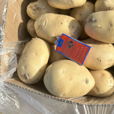 丽薯6号大中货