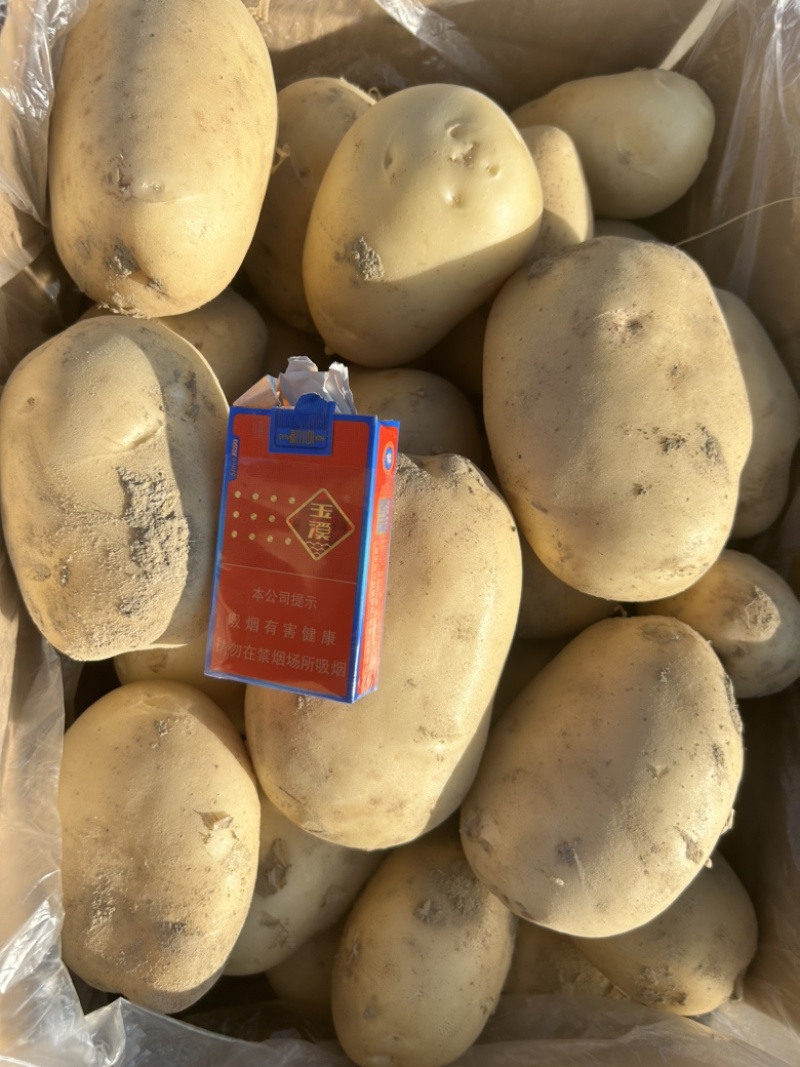 丽薯6号大中货