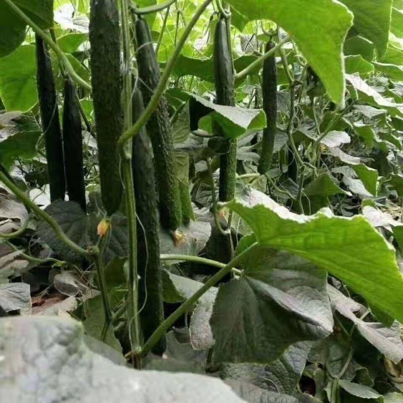 德瑞特黄瓜苗中农106黄瓜苗嫁接苗德瑞特黄瓜苗包回收