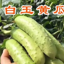 白玉黄瓜苗金童玉女黄瓜苗嫁接苗直播苗免费技术指导包回收
