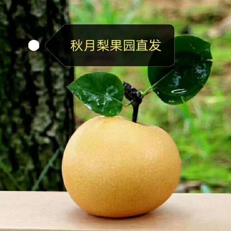 秋月梨