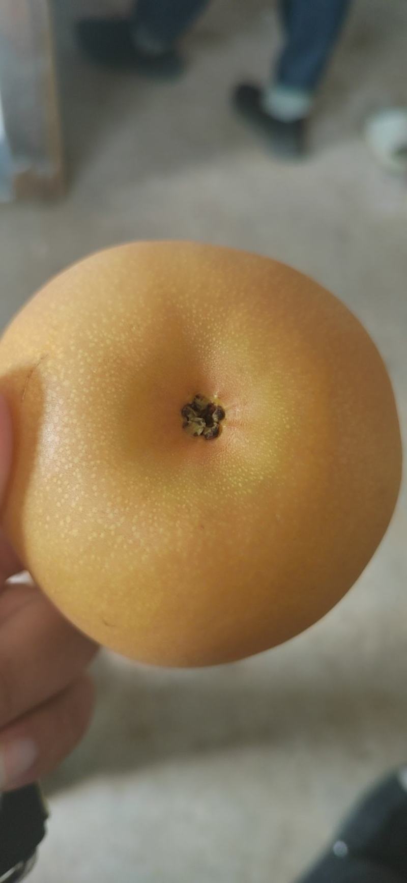 秋月梨